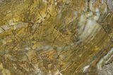 Strelley Pool Stromatolite Slab - Billion Years Old #130631-1